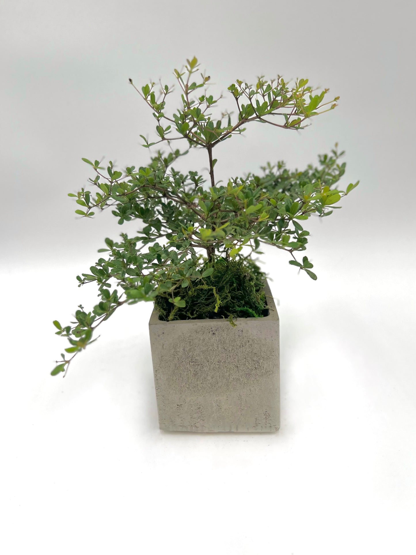 Olive Tree Square Pot