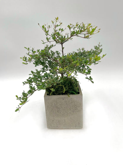 Olive Tree Square Pot