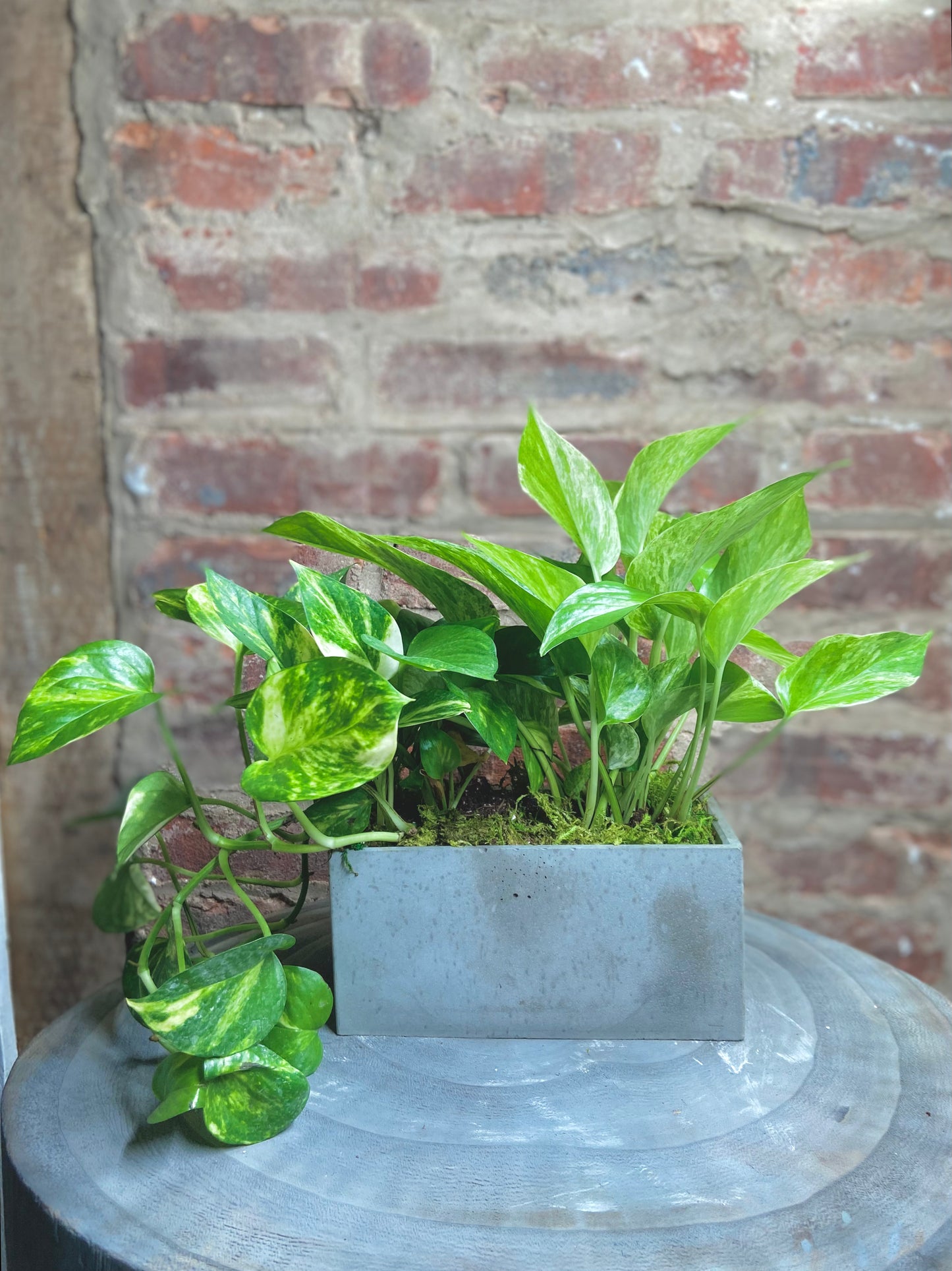 Golden Pothos Rectangle Pot