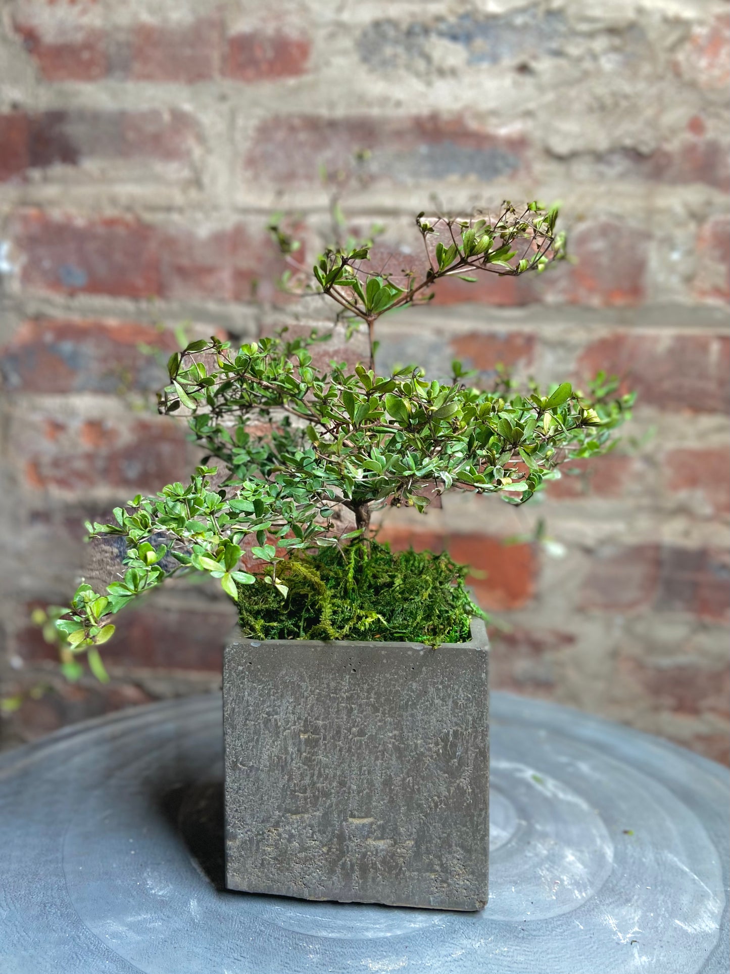 Olive Tree Square Pot