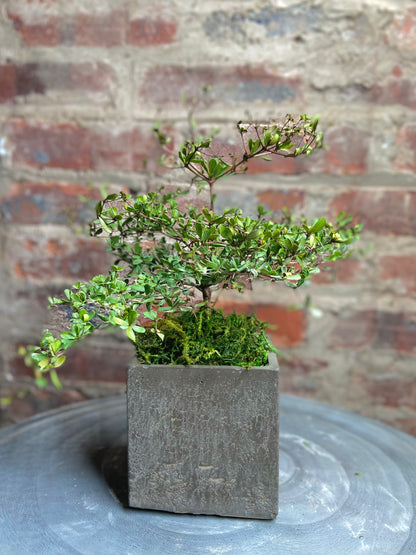 Olive Tree Square Pot