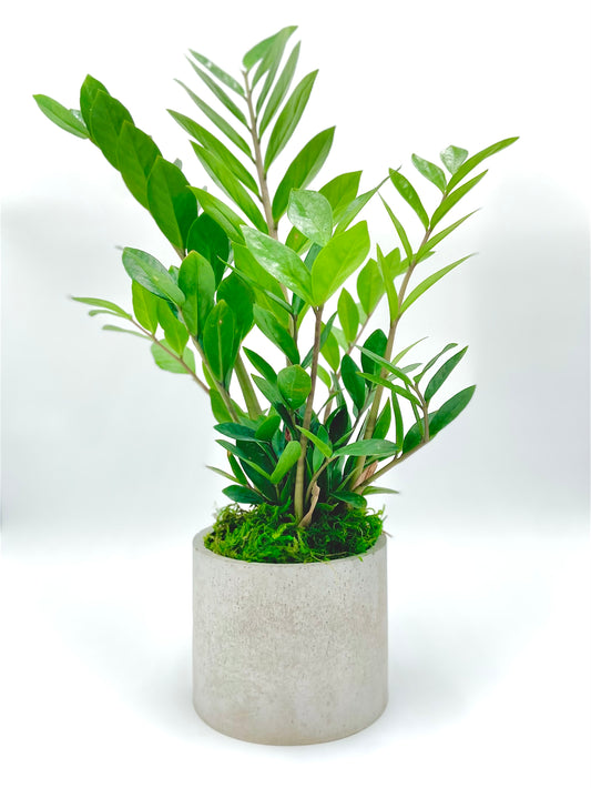 ZZ Plant Round Pot