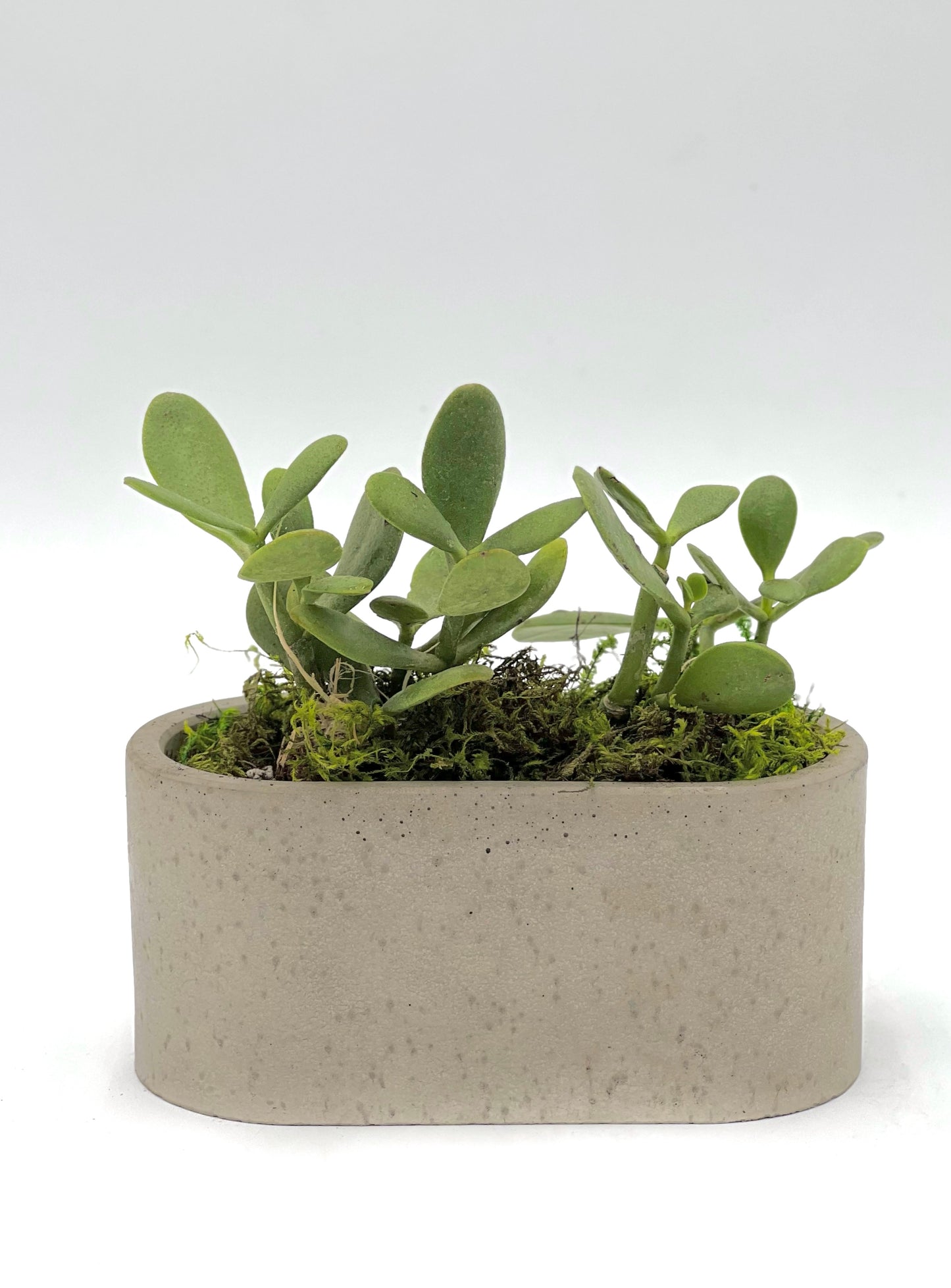 Jade Succulent Oval Pot