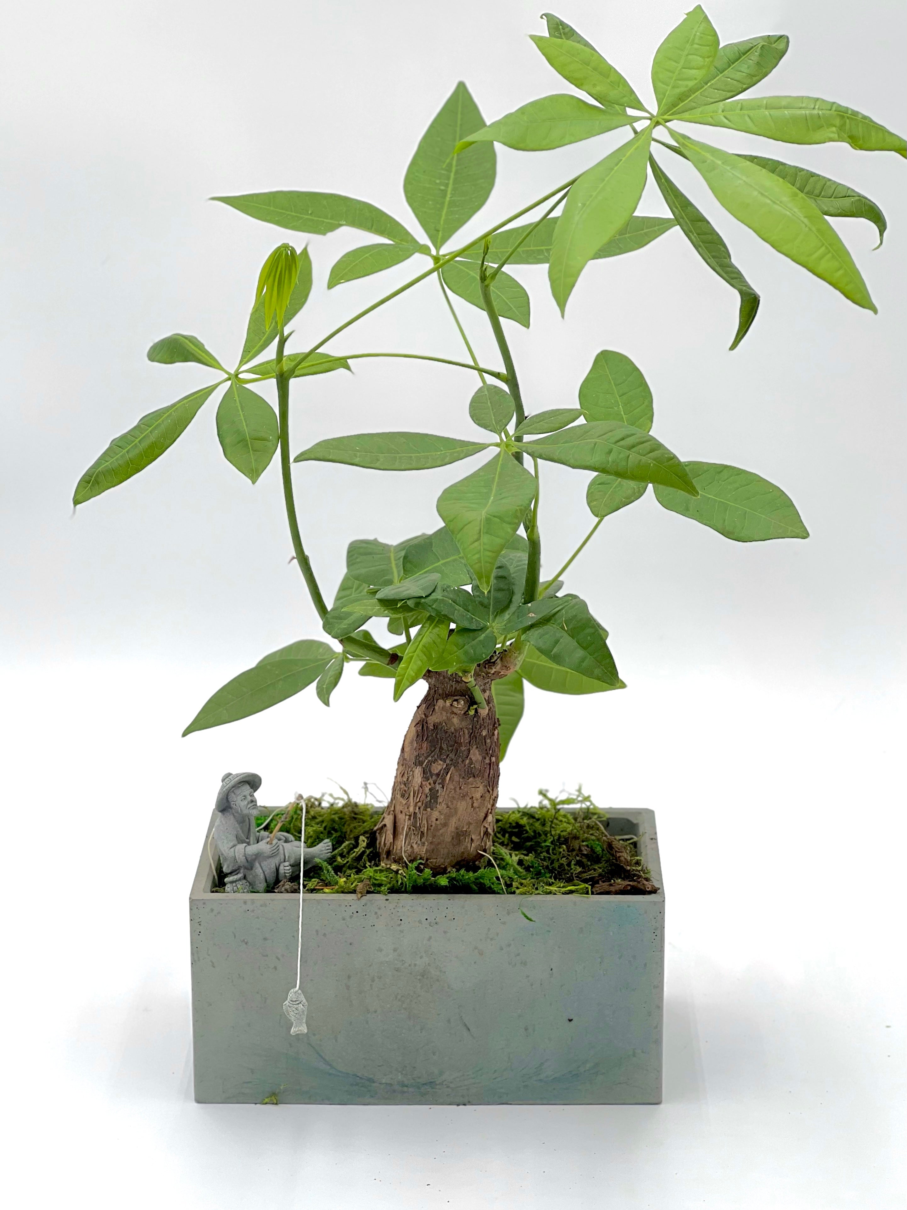 Money Tree Stump Rectangle Pot – CityPlants