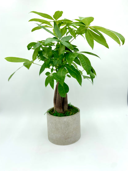 Money Tree Twist Round Pot