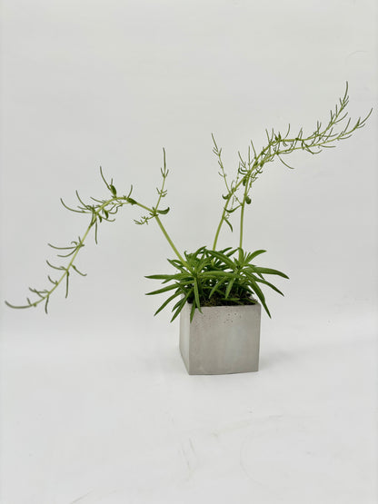 Peperomia "Bean Plant"
