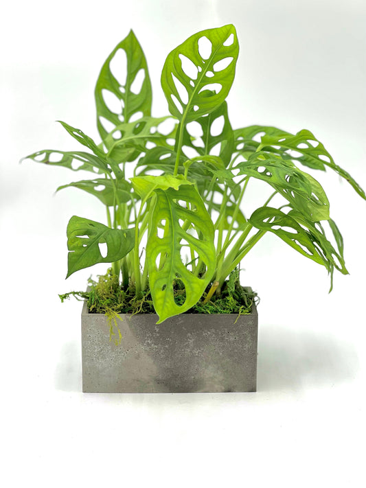 Swiss Cheese Plant Rectangle Pot
