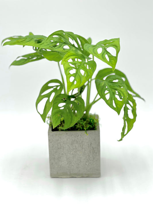 Swiss Cheese Plant Square Pot