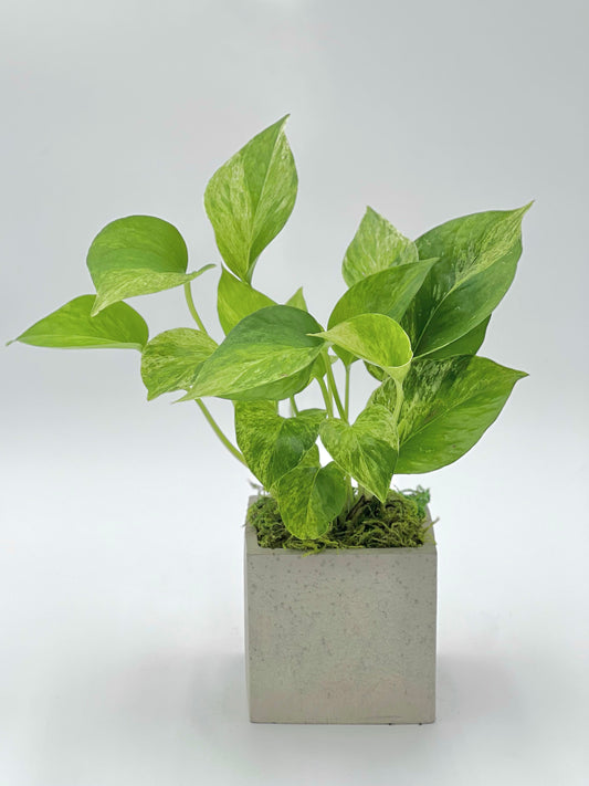 Golden Pothos Square Pot