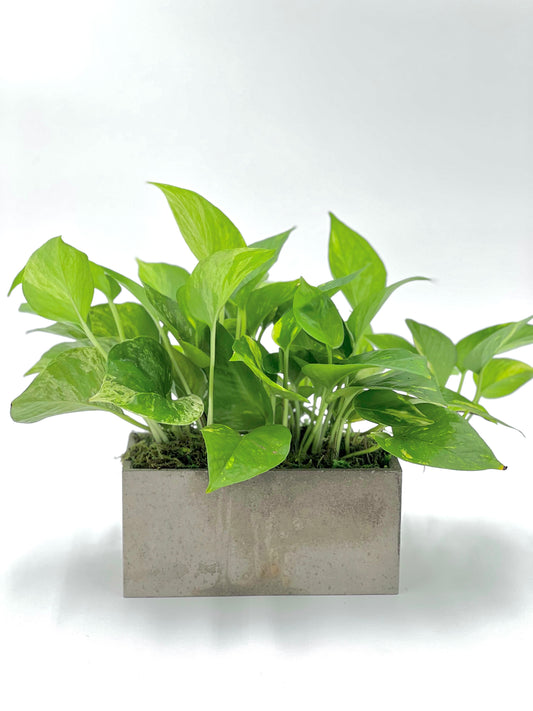 Golden Pothos Rectangle Pot