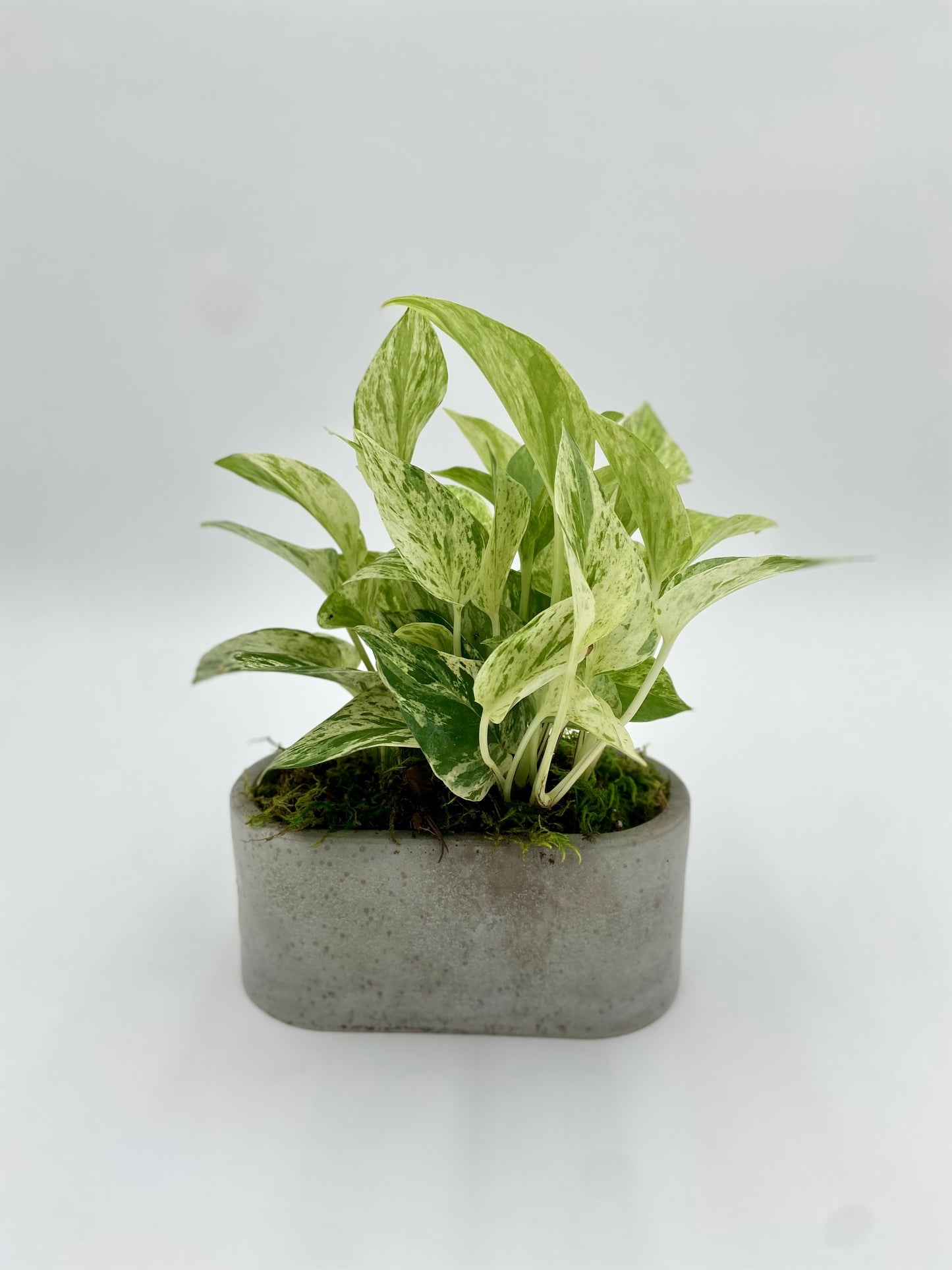 Golden Pothos Oval Pot