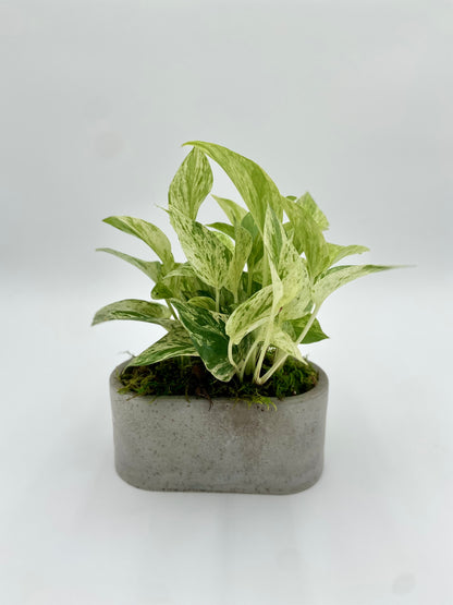Golden Pothos Oval Pot