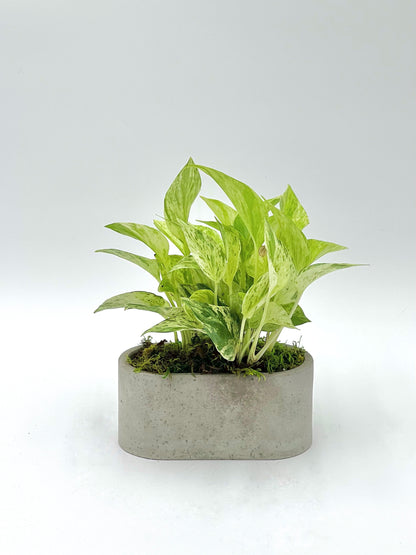 Golden Pothos Oval Pot