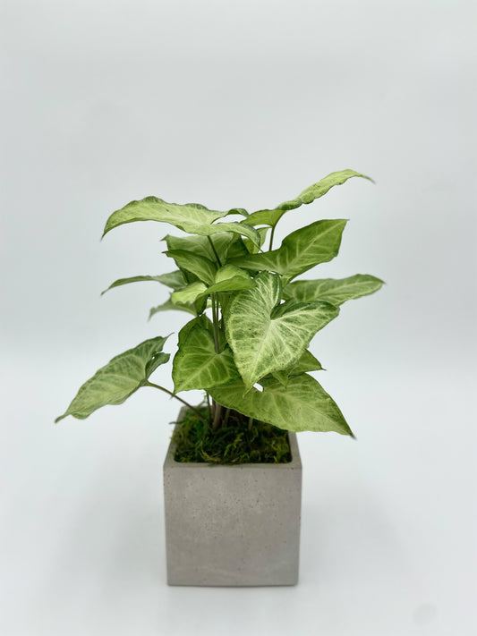 Syngonium "Arrowhead Plant" Square Pot